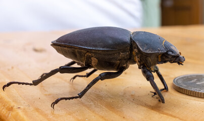 dead Beetle with coin. Macro.