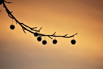 Sleeping Seed pods