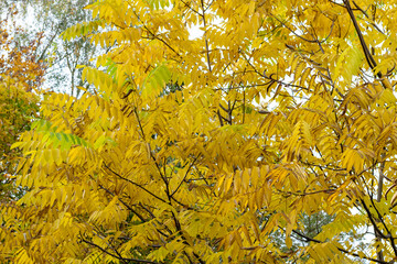 Manchurian walnut tree with yellow leaves in sunny autumn day