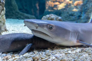 Little shark in an aquarium