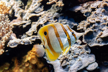 Naklejka na ściany i meble Striped yellow and white coral reef fish