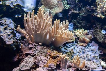 Naklejka na ściany i meble Coral reef ecosystem in an aquarium