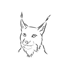 Lynx. Wild cat. Predator. Hand drawn. Black and white. Stylized. Decorative. Vector. lynx wild animal, vector sketch illustration
