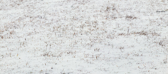 Dry grass peeks out from under the snow, winter background