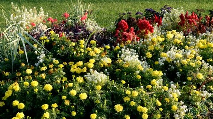 Many different flowers vibrant colors growing and blooming in flower bed in garden or summer park. Close up.