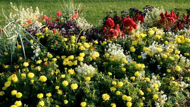Many different flowers vibrant colors growing and blooming in flower bed in garden or summer park. Close up.