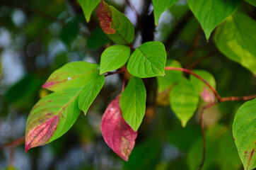 bright colors of autumn leaves on trees