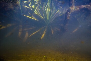 water soldiers aquatic plant in shallow freshwater river dive before winter, poor visibility due to dissolved organic particles and detritis in water, ecology threat explore