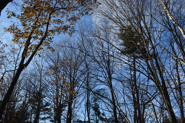 Obraz premium trees and sky