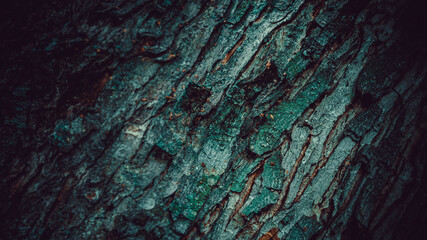 textured tree bark for the background