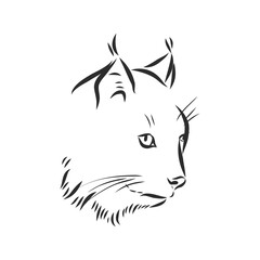 Lynx. Wild cat. Predator. Hand drawn. Black and white. Stylized. Decorative. Vector. lynx wild animal, vector sketch illustration