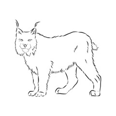 Lynx. Wild cat. Predator. Hand drawn. Black and white. Stylized. Decorative. Vector. lynx wild animal, vector sketch illustration