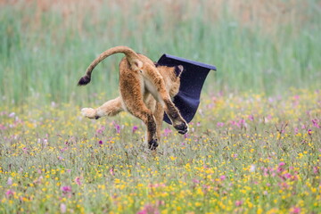Funny photo. Young lioness running away with sleeping mat stolen to photographer. Lion, Panthera leo.