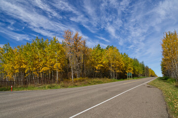 Fototapeta na wymiar Autumn Trees at Elk Island National Park