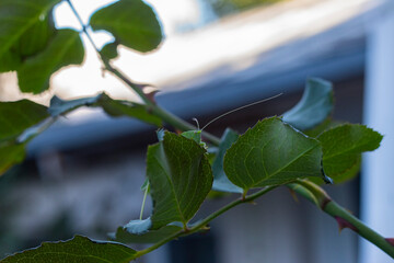 Grasshopper