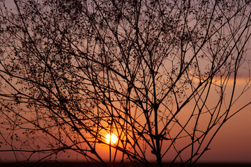 Dark silhouette of dried flowers against the sunset