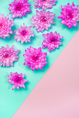 Fototapeta premium Pink flowers border flat lay on Cerulean blue, Green Ash and pink background. Vibrant blooming top view clipart with copy space. Natural frame. Summer, springtime banner template. Neon pink and blue