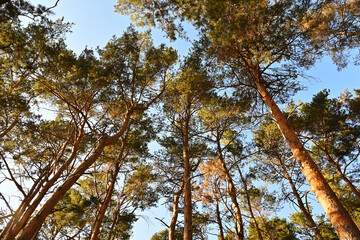 Obraz premium Pine forest, beautifully sunlit by the September sun. Scots pine, Pinus sylvestris is an important tree in forestry.