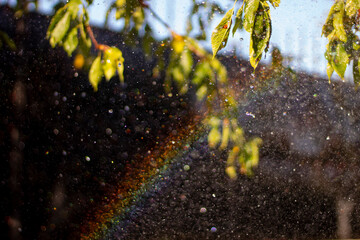 Water drops rainbow