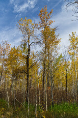 Autumn Trees at Elk Island National Park