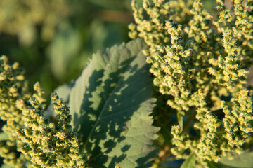 Close-up of green grass with inflorescences in the Golden hour
