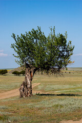 Tree in the plain