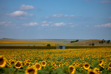 Field of sunflowers