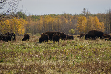 A Herd if Plains Bison Grazing in the Field