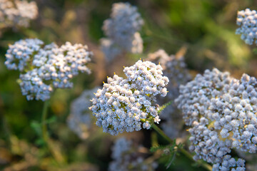 Close-up of white wildflowers in a field