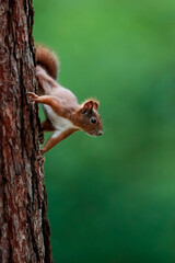 Close-up portrait of red squirrel in natural environment. Eurasian red squirrel, Sciurus vulgaris.