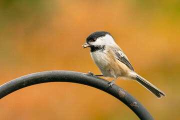 A black-capped chickadee stealing a peanut in my feeder on an autumn morning
