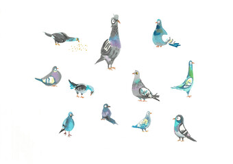 A set of pigeons painted with watercolor