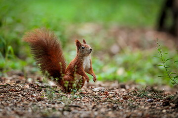 Close-up portrait of red squirrel in natural environment. Eurasian red squirrel, Sciurus vulgaris.