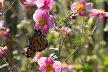 Fototapeta na wymiar Close-up of a Monarch Butterfly on a Pink Rosa Persica flower