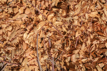 Colorful background of dry laurel orange autumn leaves