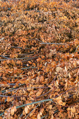 Colorful background of dry laurel orange autumn leaves