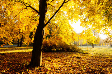 Naklejka na ściany i meble Spectacular view of autumn trees in warm light. Location place Ukraine, Europe.