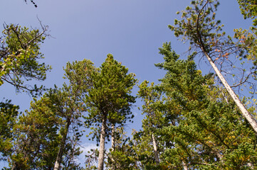 Pine Trees against a Blue Sky