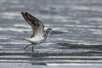 A small waders landing on the surface of the lake in strong backlight. Common Greenshank, Tringa nebularia.