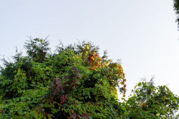 Fir tree top in ivy and grape of autumn colors in sun light