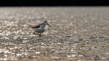 Evening mood. A small wader in the evening hunt before sunset. Common Greenshank, Tringa nebularia.