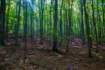 In the hungarian forest