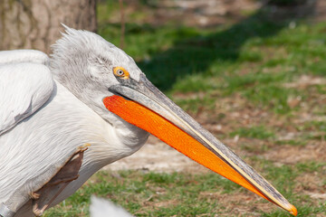 
wild pelican with white feathers and orange beak on a piece of wood on a lake in nature during the day