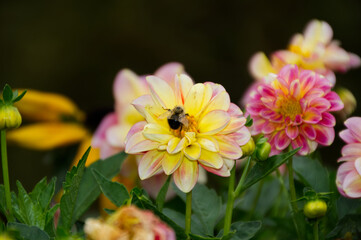 A Bee on a Dahlia