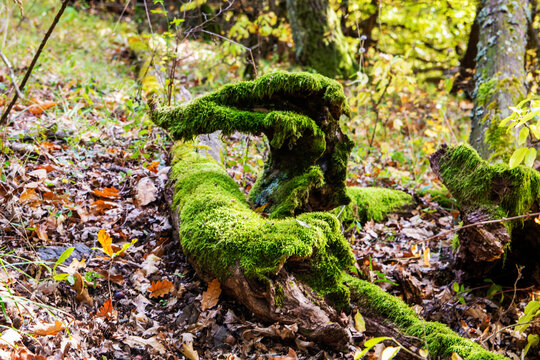 Green moss on an old ded branch