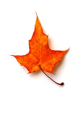Orange maple leaf isolated on white background