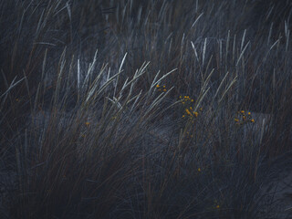 Retro vintage view of grass in evening sunlight