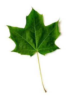 green maple leaf isolated on a white background