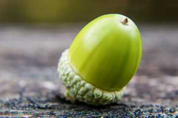 green acorn on oak leaf