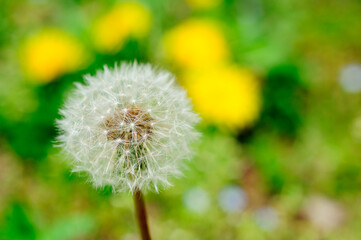 たんぽぽ